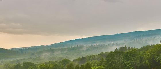 Image showing Forested mountain slope in low lying cloud with the evergreen conifers