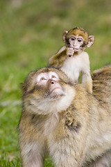 Image showing Young barbary ape on mothers back