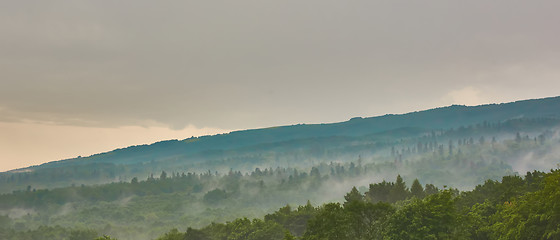 Image showing Forested mountain slope in low lying cloud with the evergreen conifers