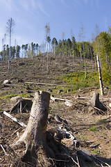 Image showing Deforestation