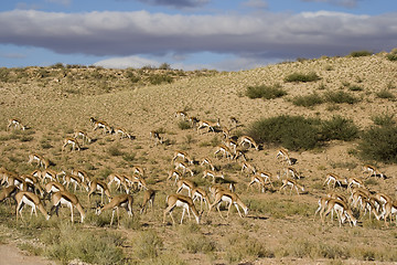 Image showing Sringbok herd