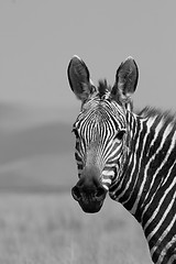 Image showing Mountain Zebra