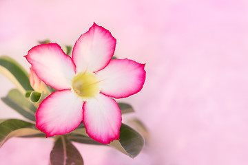 Image showing Desert Rose or Impala Lily