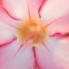 Image showing Desert Rose or Impala Lily