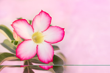 Image showing Desert Rose or Impala Lily
