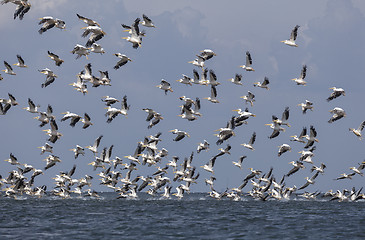 Image showing migration of pelicans