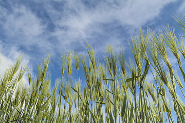 Image showing maturing wheat closeup