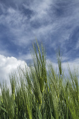 Image showing ripening wheat against the sky