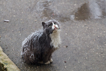 Image showing Homeless cat on street