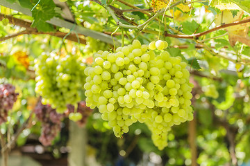Image showing Bunch of white grapes