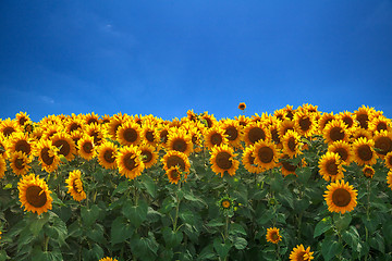 Image showing field of sunflowers