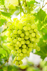 Image showing Bunch of white grapes