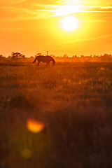 Image showing Pasture at sunset