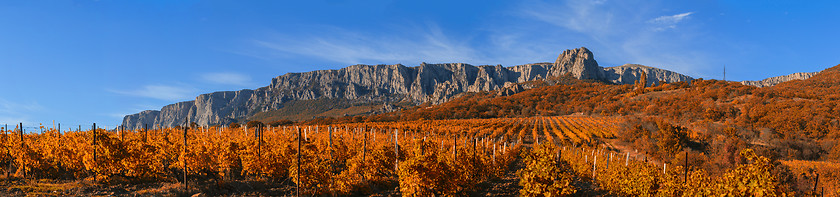 Image showing Vineyard on a background of mountains and sky