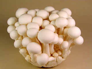 Image showing Mushrooms 1