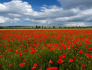 Image showing poppy field against the sky