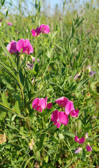 Image showing Sweet peas flower growing wild