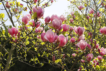 Image showing Magnolia with beautiful pink flowers 