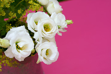 Image showing White prairie gentian against a pink background 