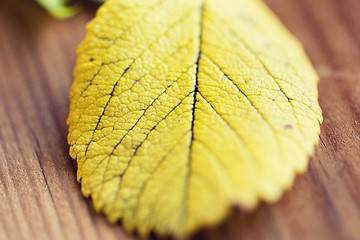 Image showing close up of yellow autumn leaf on wooden table