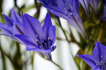 Image showing Blue brodiaea flower 