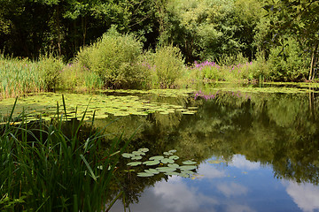 Image showing Lily pond surrounded by lush plants