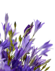 Image showing Abstract macro of blue cluster-lily flowers