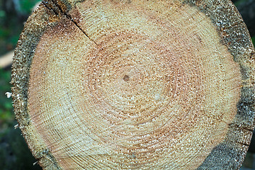 Image showing Cross section of tree stump