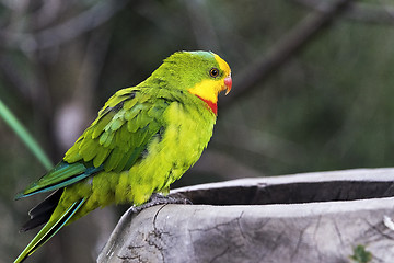 Image showing Superb parrot (side face)