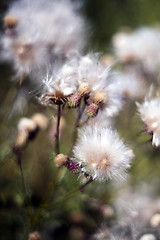 Image showing A flower after flowering