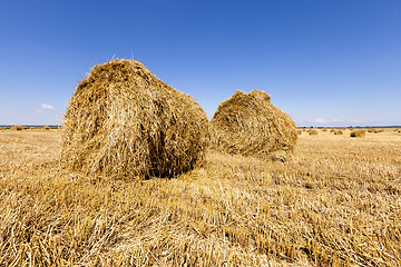 Image showing haystacks straw lying in the agricultural field after harvesting cereal