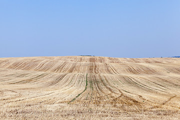 Image showing Field after harvest  