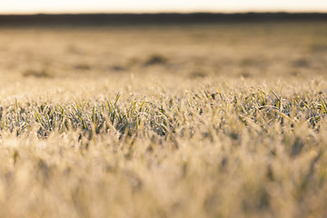 Image showing frost on the wheat  