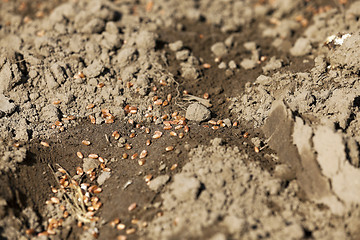 Image showing lying on the ground grain 