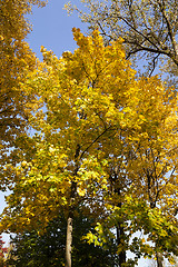 Image showing yellow foliage ,  Close-up.