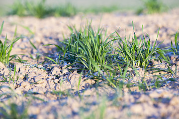 Image showing green wheat, close-up  