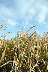 Image showing Green immature corn 