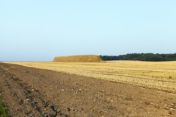 Image showing haystacks in a field of straw 