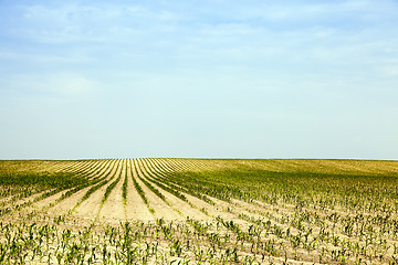 Image showing Corn field, summer  