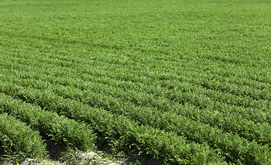 Image showing Field with carrot  