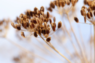 Image showing brown fennel stalk  