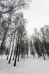 Image showing treetops  winter season