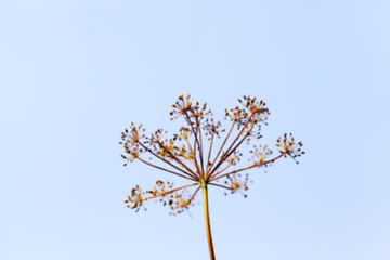 Image showing mature dill close up  