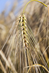 Image showing ripe yellow cereals  