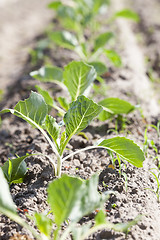 Image showing green cabbage in a field 