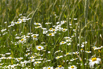 Image showing white daisy  flowers.