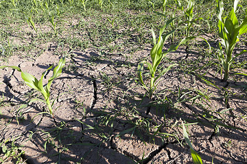 Image showing Corn field, summer  