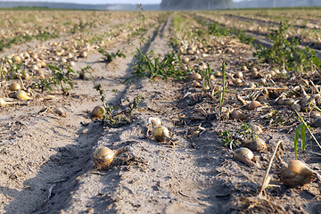 Image showing Harvesting onion field 