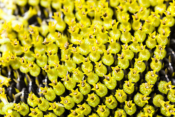 Image showing  yellow flower sunflower