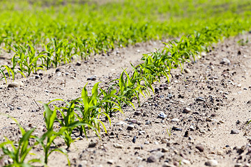 Image showing corn field. close-up  